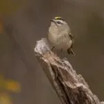 Ralph 24 55050 review double dragon revive switch