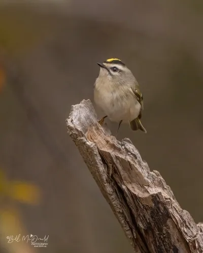 Review: Double Dragon Revive (Switch)