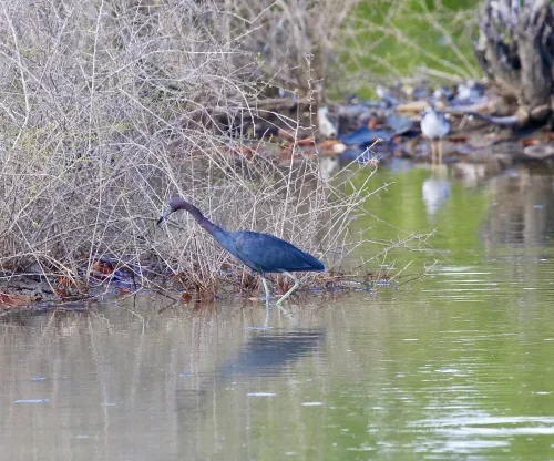 Stalker 2 dev strikes down copycat game Misery with DMCA claim