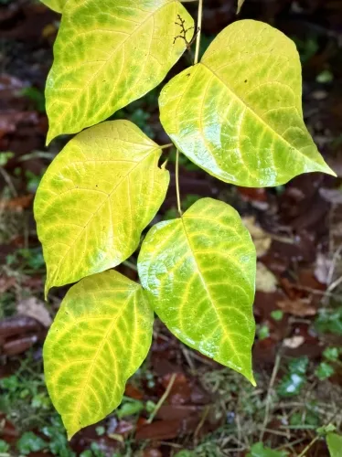 What’s going on with Acclaim?