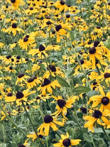 GDC Survey: Average salary for US games professionals was $142,000 in 2025