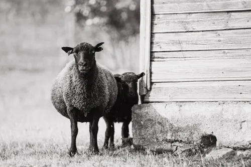 Mini Review: Hitman: Absolution (Switch)