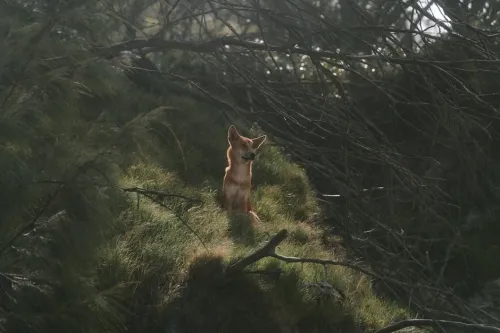 Brendan Fraser describes the shelved Superman film he came close to starring in as “Shakespeare in space”
