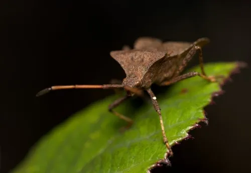 Resident Evil Survival Unit tops 1 million downloads in 24 hours | News-in-Brief