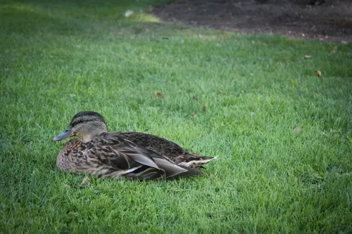 Redhill Games to start restructuring program “in the near future”