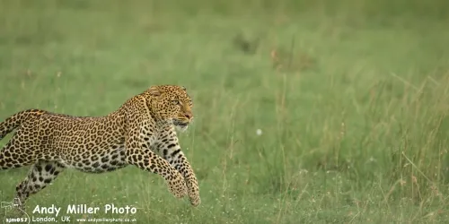 The cat’s out of the bag