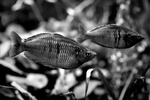 Valve responds with “additional context” following Horses Steam ban controversy