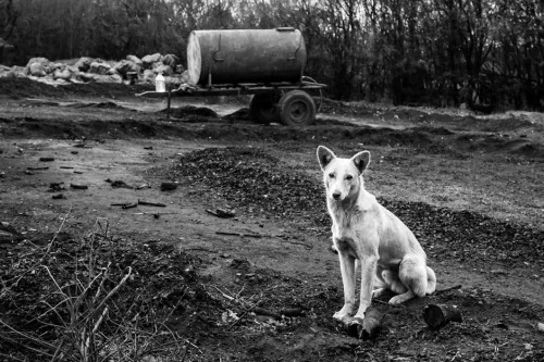 Review: Stray Children (Switch) -Inspired RPG